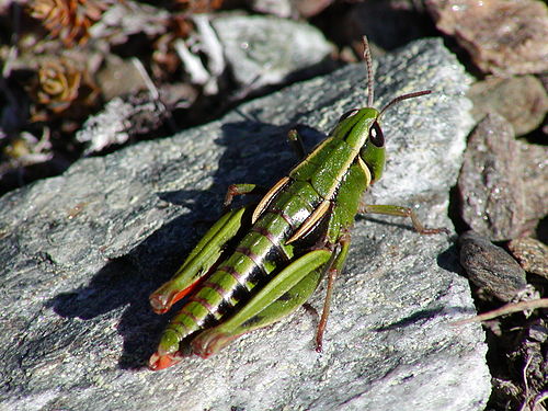 Alpinacris tumidicauda